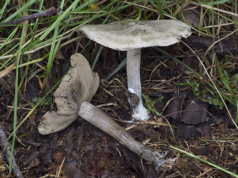 Lyophyllum leucophaeatum